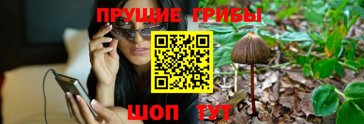 Псилоцибиновые грибы Psilocybe  Вход с VPN  Магнитогорск 